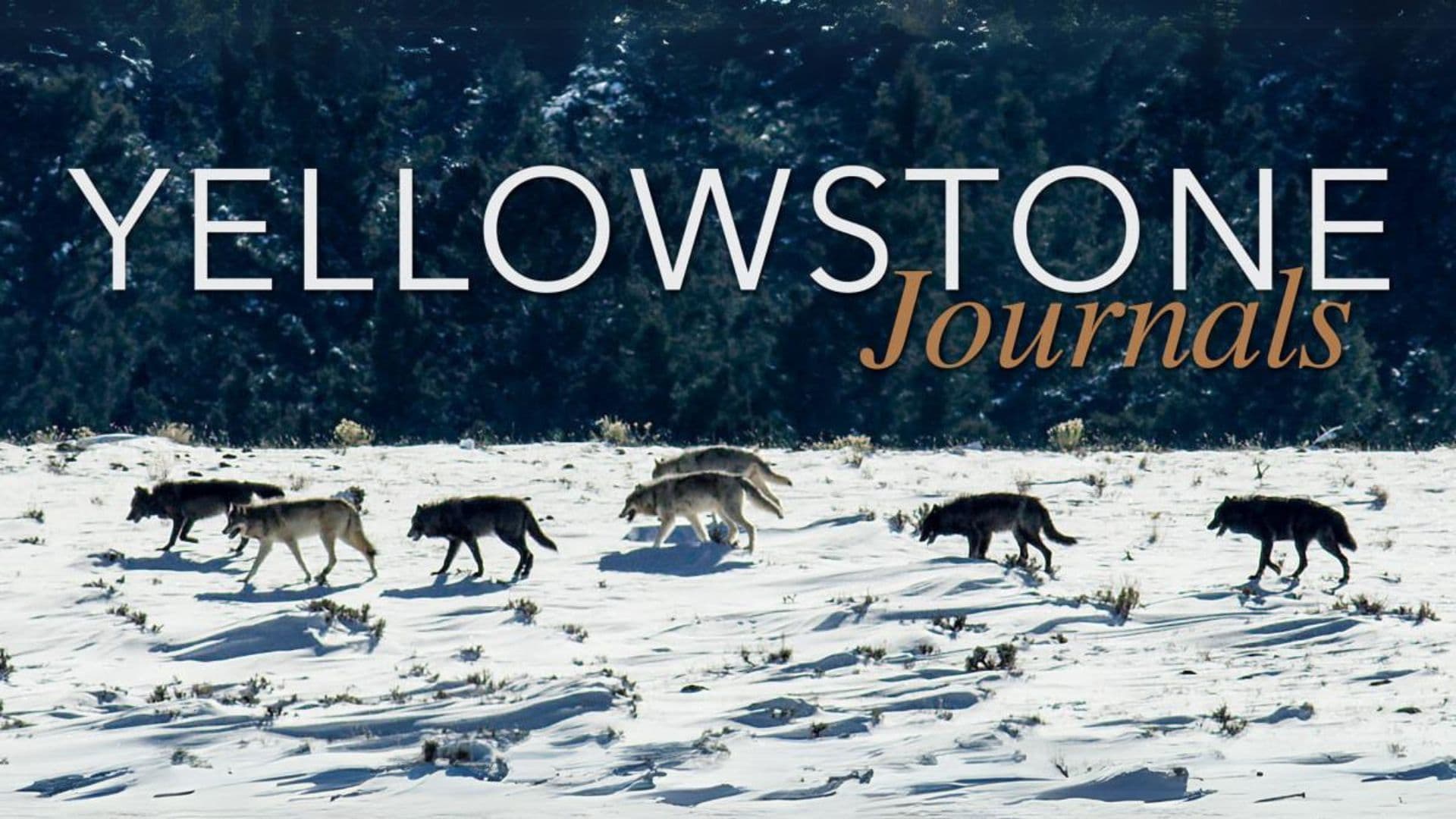 Yellowstone Journals