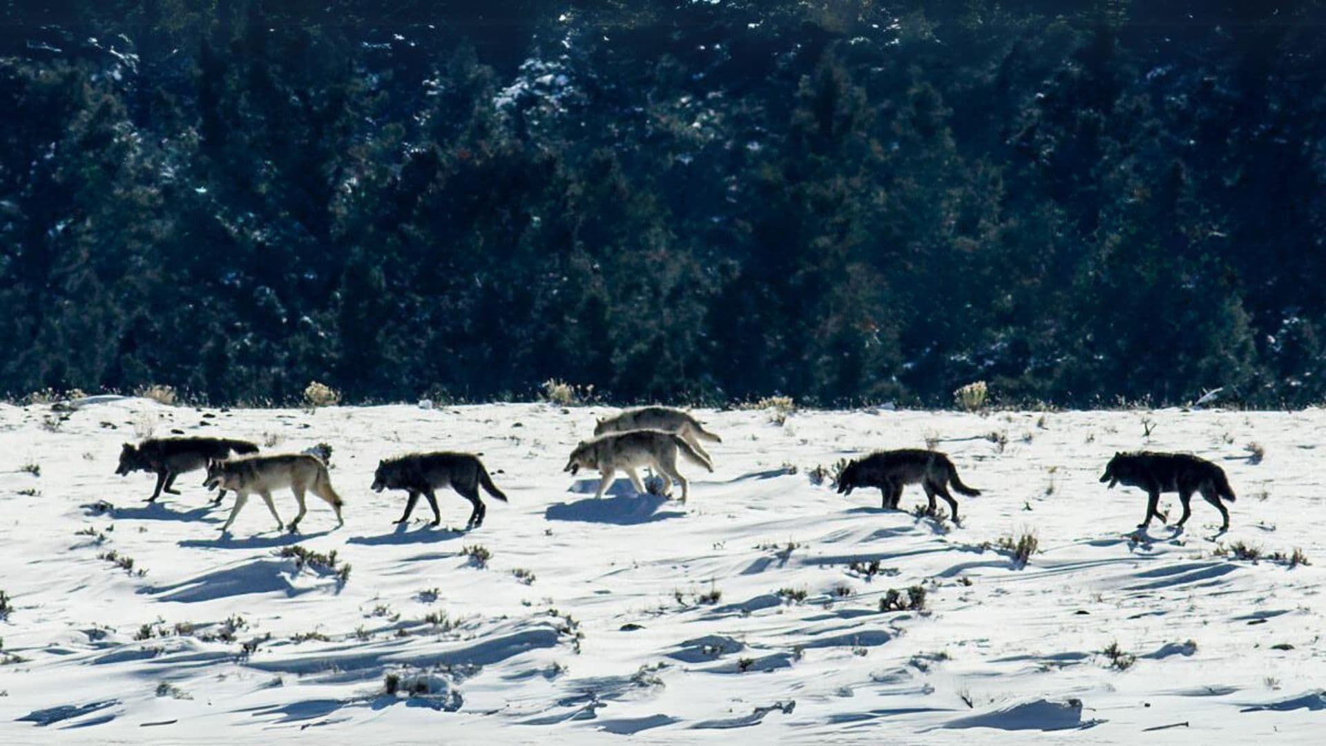 Yellowstone Journals