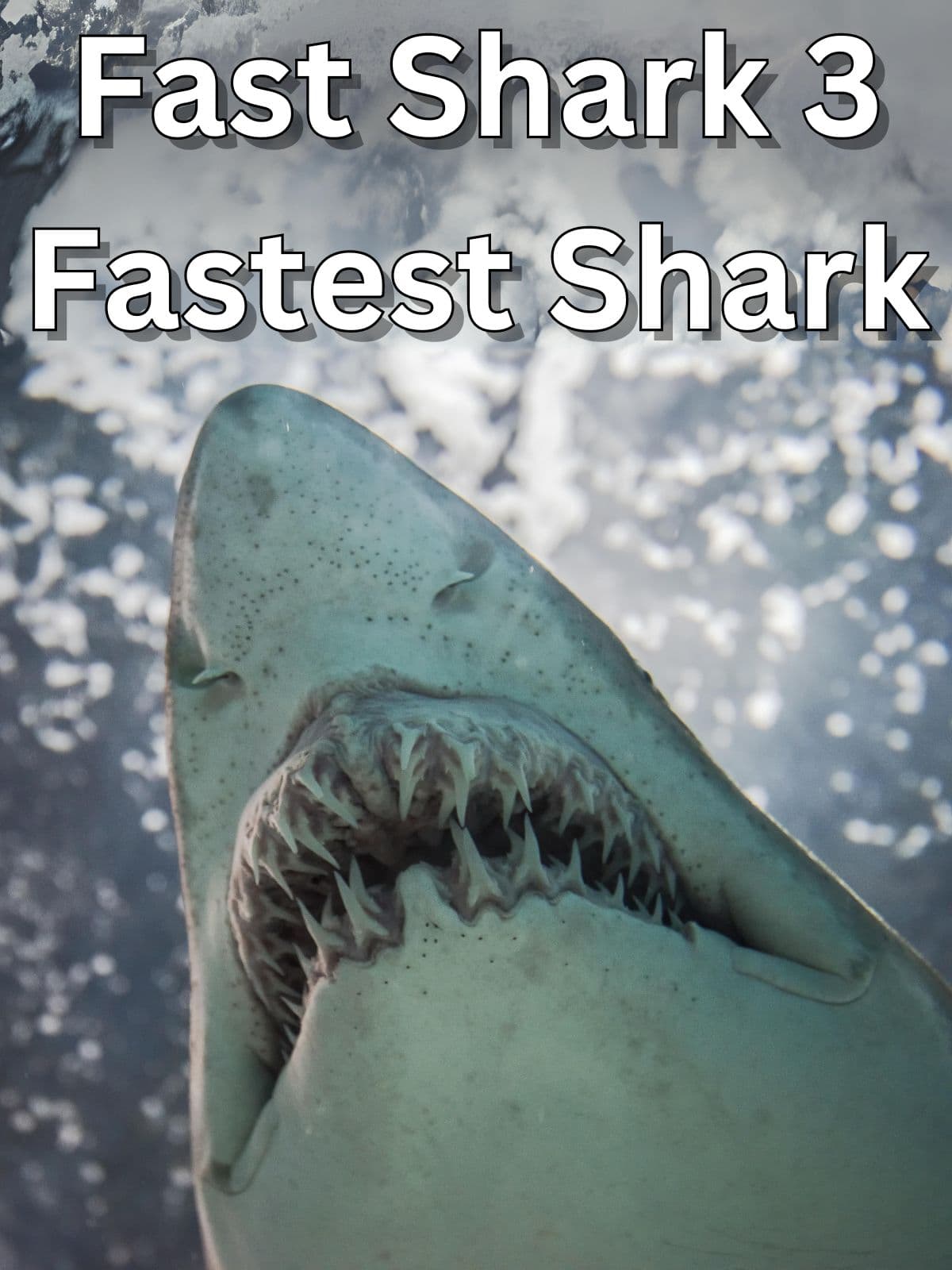 Fast Shark 3: Fastest Shark