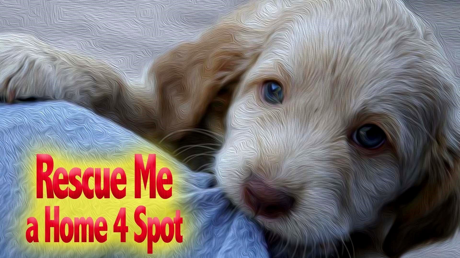 Rescue Me: A Home 4 Spot