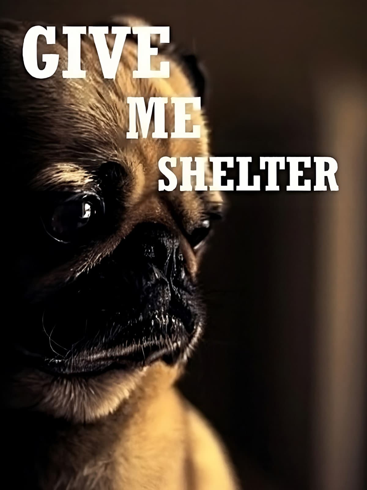 Give Me Shelter