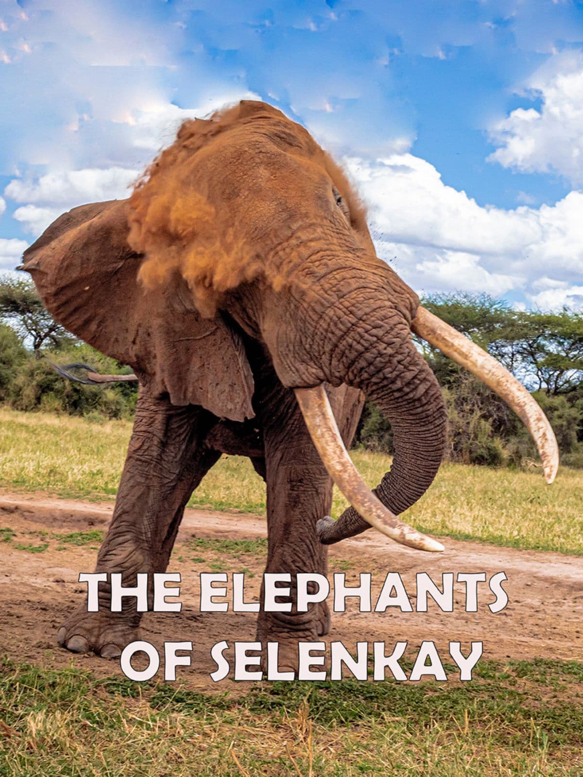 Elephants of Selenkay