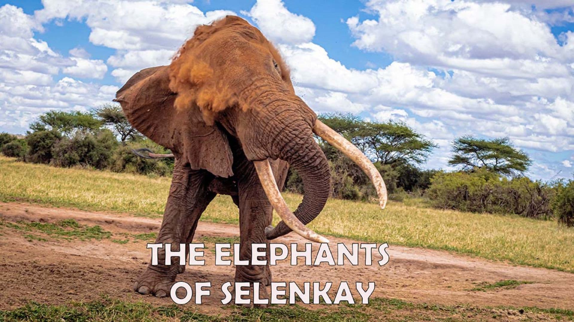 Elephants of Selenkay