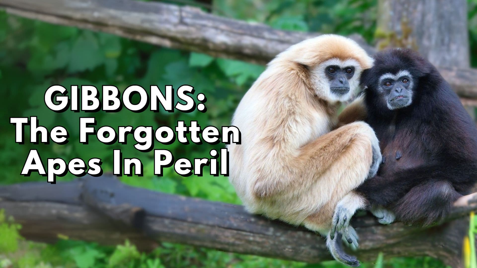 Gibbons: The Forgotten Apes in Peril